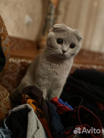 Ищем кота для случки купить на Зозу.ру - фотография № 3