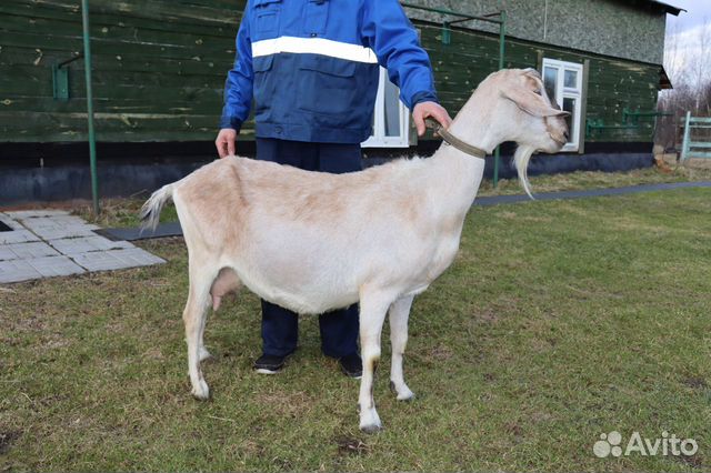 Нубийская коза 100 купить на Зозу.ру - фотография № 9