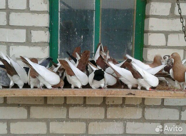 Николаевские голуби липецкая область. Голуби на авито ростовская обл. Голуби породы богемская космоногая. Голуби на авито в омске. Курские голуби липецк.