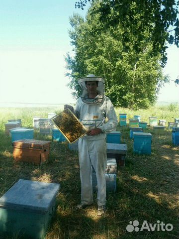 Пчелы на высадку купить на Зозу.ру - фотография № 3