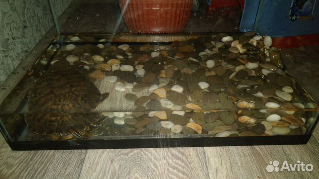 Черепаха+аквариум купить на Зозу.ру - фотография № 10