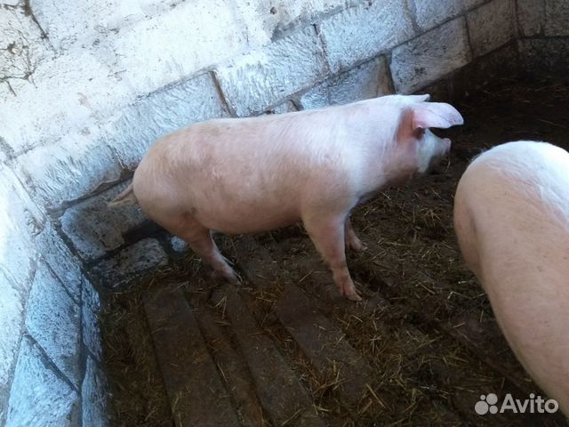 Свинки купить на Зозу.ру - фотография № 3