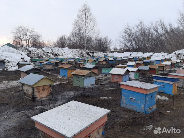 Пчелосемьи-пчелопакеты купить на Зозу.ру - фотография № 2