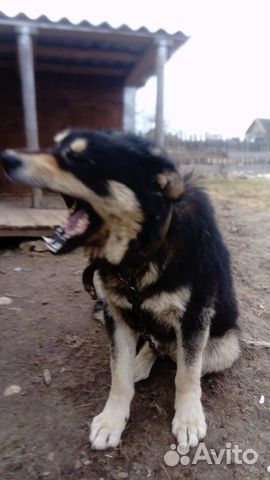 Собака метис тибетского мастиффа купить на Зозу.ру - фотография № 2