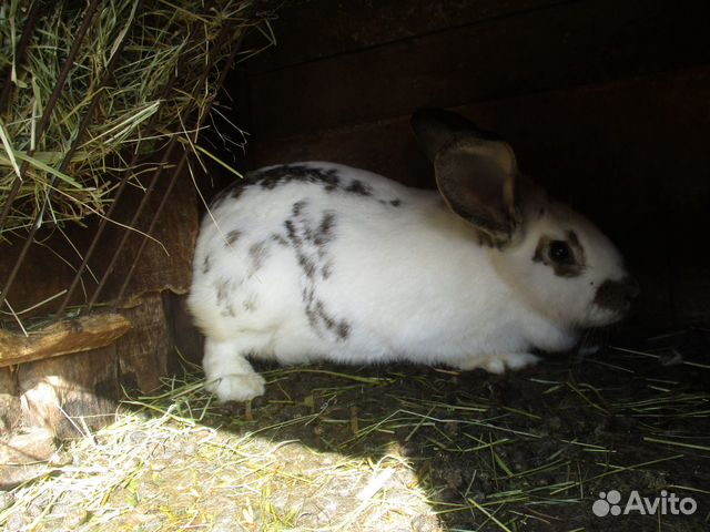 Продам кроликов мясных пород купить на Зозу.ру - фотография № 2