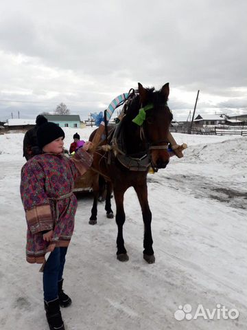 Лошади купить на Зозу.ру - фотография № 3