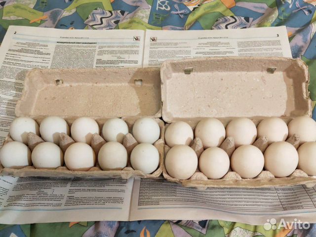 Яйца индийских бегунков. Яйца индийского бегунка. Индийские яйца. Яйца индийского бегунка полезные свойства и противопоказания.
