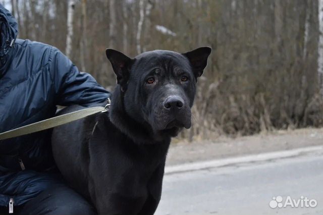 Молодая серьезная собака ищет новый дом купить на Зозу.ру - фотография № 3