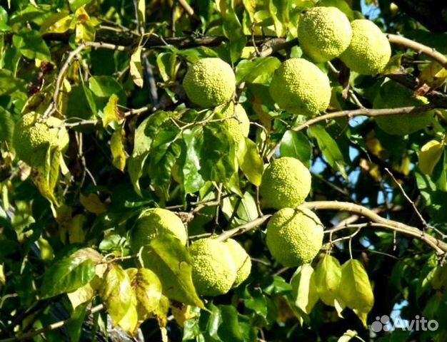 Маклюра (Дерево отчаявшихся), 2-летние саженцы