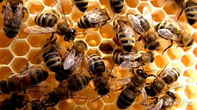 Продам пчелосемьи в Комсомольске-на-Амуре купить на Зозу.ру - фотография № 1