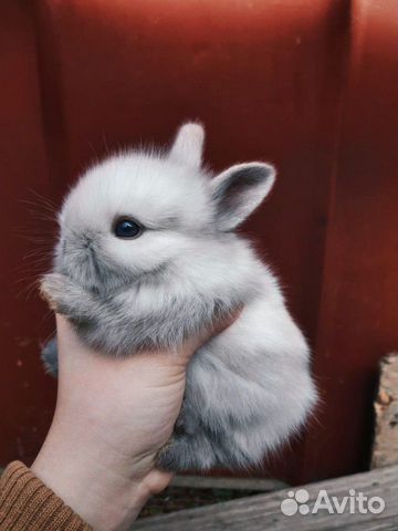 Декоративные кролики купить на Зозу.ру - фотография № 1