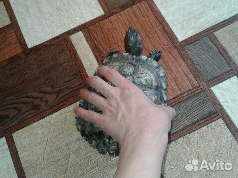 Черепахи красноухие купить на Зозу.ру - фотография № 4