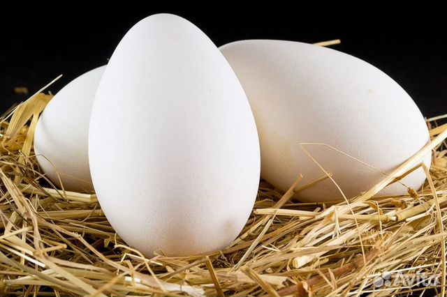 Яйцы гусиные для инкубаторов купить на Зозу.ру - фотография № 1