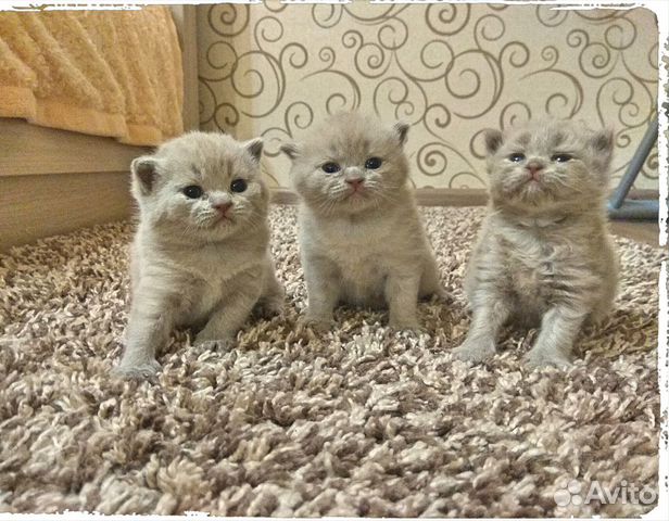 Британские Вислоухие котята купить на Зозу.ру - фотография № 1