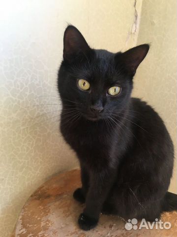 Ласковый скромный чёрный котик Генрих в добрые рук Ласковый скромный чёрный котик Генрих в добрые рук
