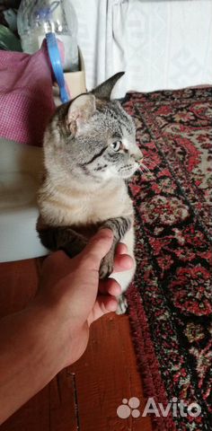 Кот