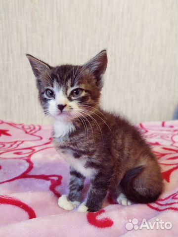 Отдам котят в добрые руки
