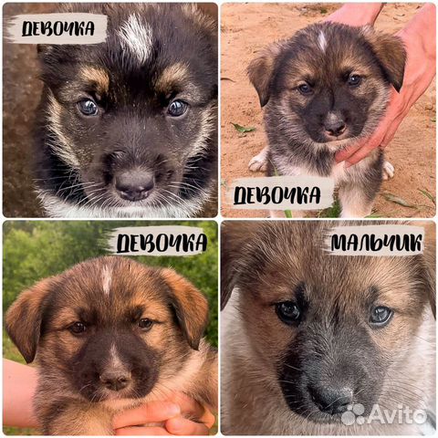 Щенки в добрые руки Щенки в добрые руки