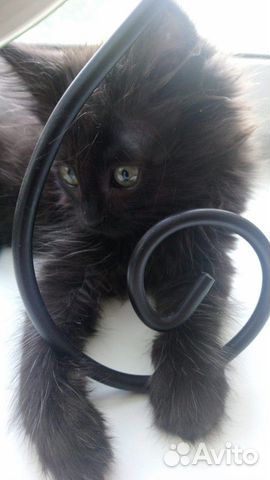 Кошечка Кошечка