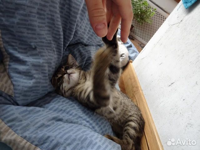 Котик в добрые заботливые любящие руки