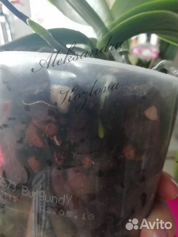 Орхидея pink dream