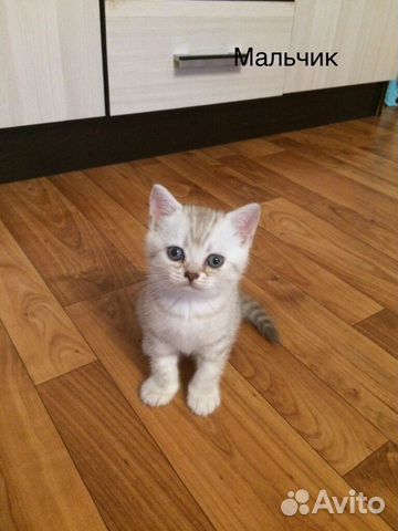 Котята