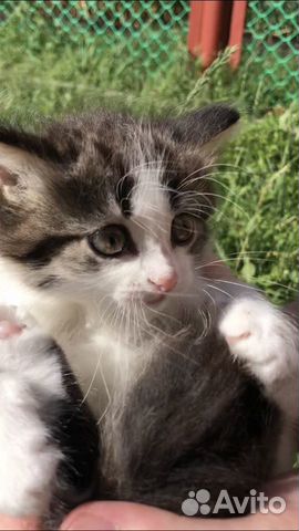 Котята девочки 2 Котята девочки 2