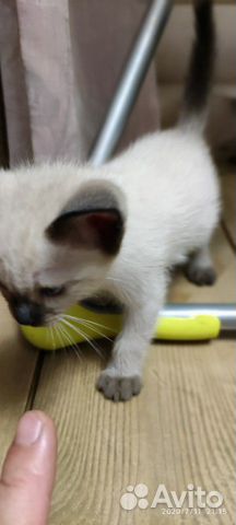 Кошка Кошка