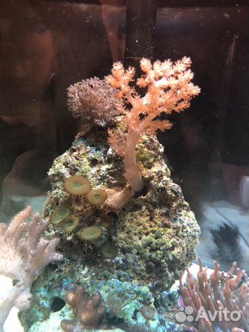 Морской мини аквариум Морской мини аквариум