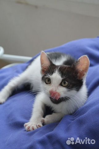 Котенок мальчик в добрые руки Котенок мальчик в добрые руки