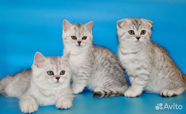 Шотландская вислоухая кошечка Шотландская вислоухая кошечка