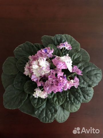 Фиалка в горшке