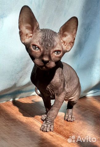Котенок сфинкс