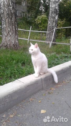 Котенок девочка