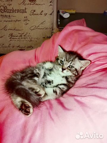 Котятки