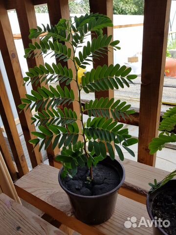 Тамаринд. Индийский финик