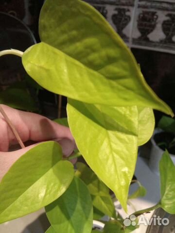 Сциндапсус неон