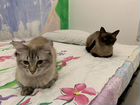 Вязка Сиамский и Тайский кот