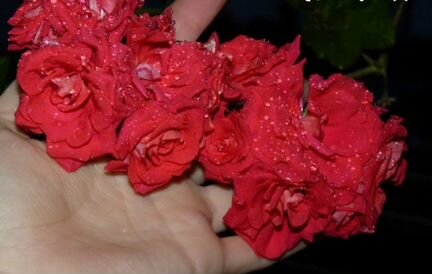 Пеларгония Bernardo