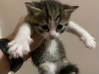 Вислоухие котята британские полукровки объявление продам