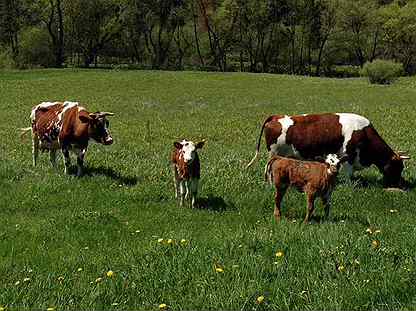 Granja de vacas