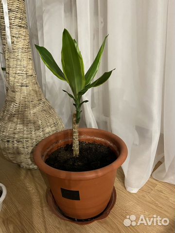 Цветок Драцена