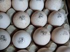 Инкубационное яйцо сезон 2022 объявление продам