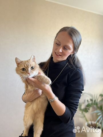 Кастрация котов