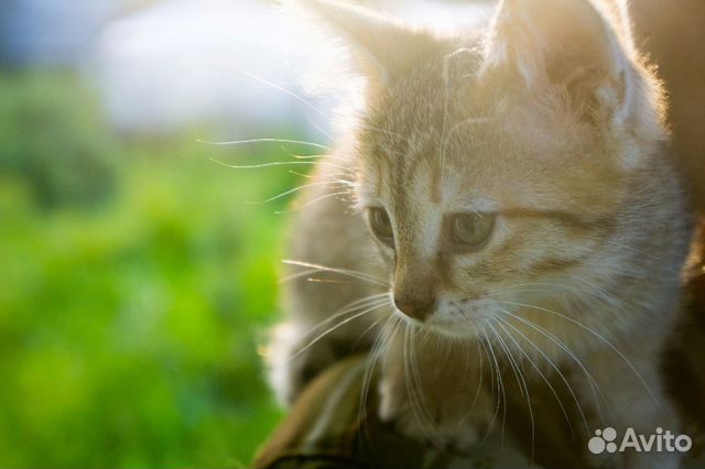 Котята в добрые руки приучены к лотку