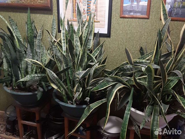 Сансевиерия - тещин язык, комнатный цветок