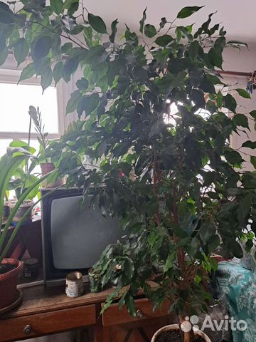 Фикус Бенджамина большой