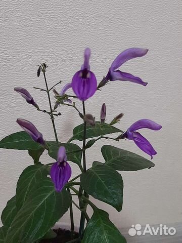 Бриллантазия и др. цветы