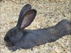 Кролики бельгийский великан объявление продам