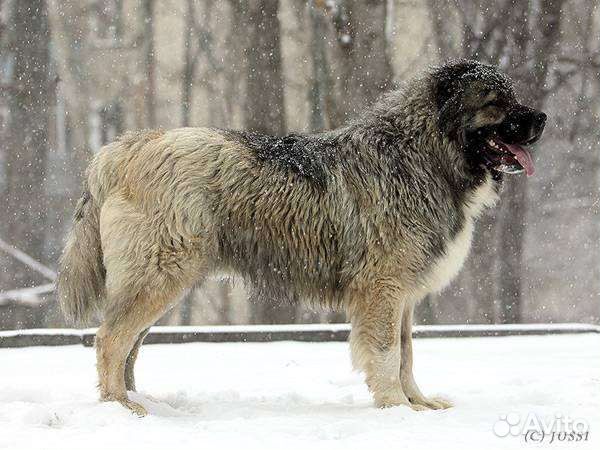 Titan, the largest Caucasian Shepherd and its puppies - YouTube